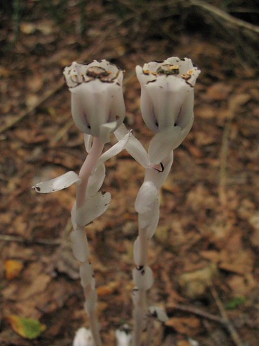 Monotropa uniflora