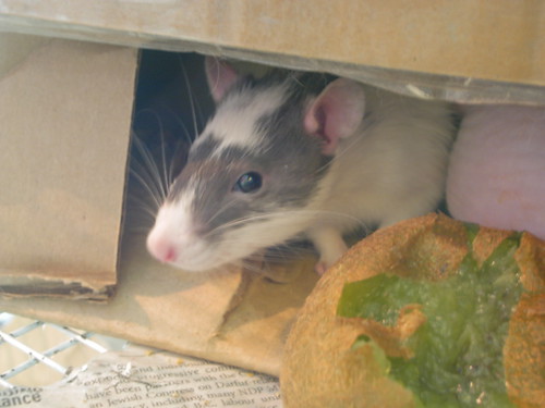 KIF_0463