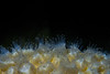 Polypes de corail