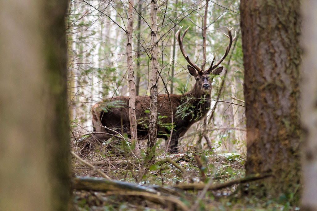 Cerf