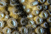 Polypes de corail