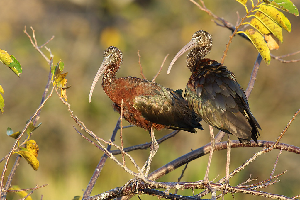 EXPLORED Glossy Ibis Couple
