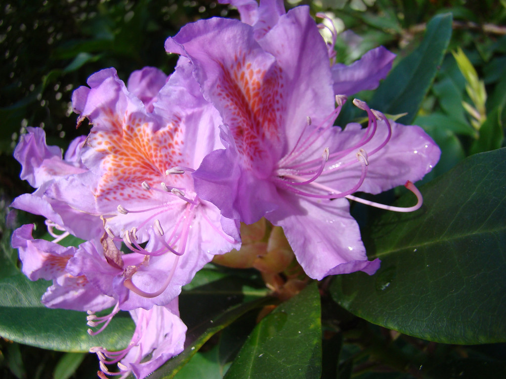 Lumineuses fleurs de Rhododendron violet.