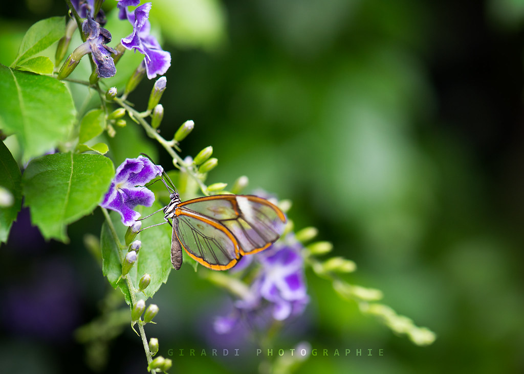 Papillon de verre / Glasswing / Greta Oto
