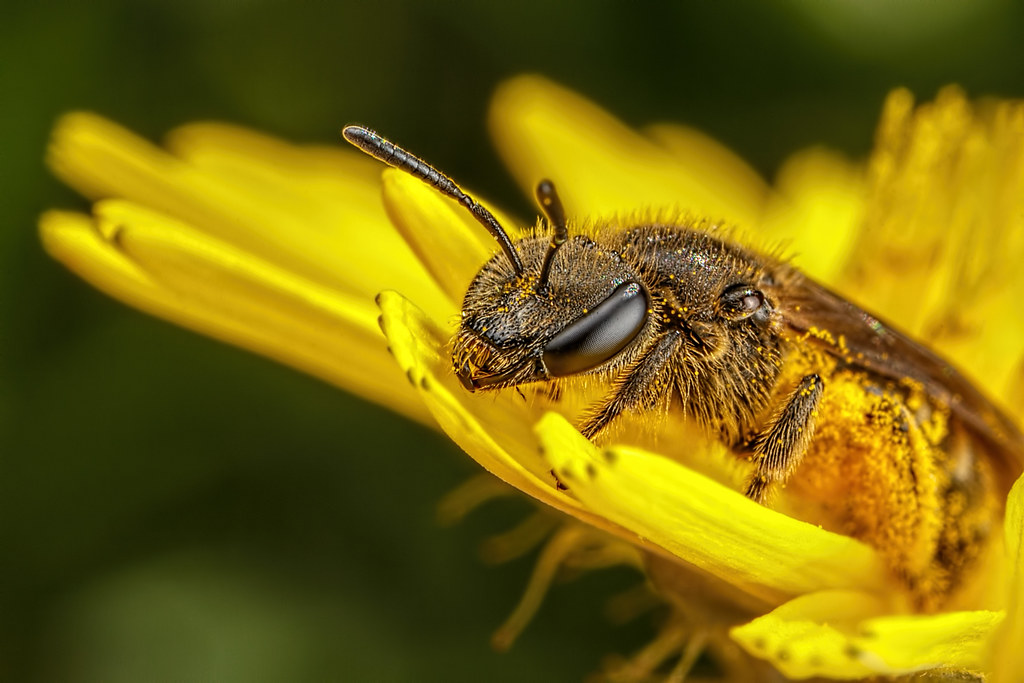 Solitary Bee on a Dandelion I