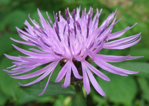 Centaurea americana