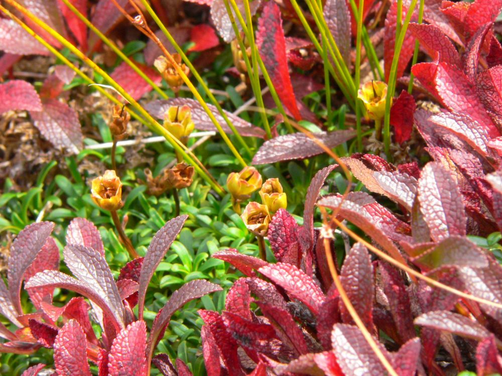 autumn in the alpine zone | New England & New York Backcountry & Hiking ...