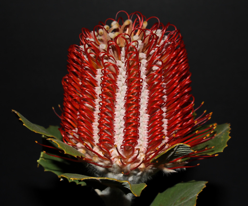 Scarlet Banksia inflorescence