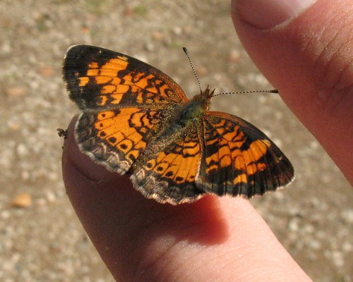 Phyciodes selenis