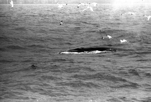 minke whale