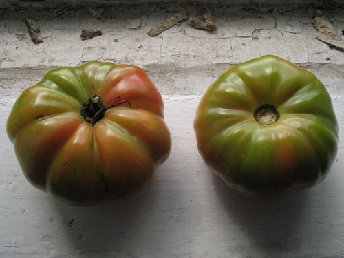 Brandywine tomatoes