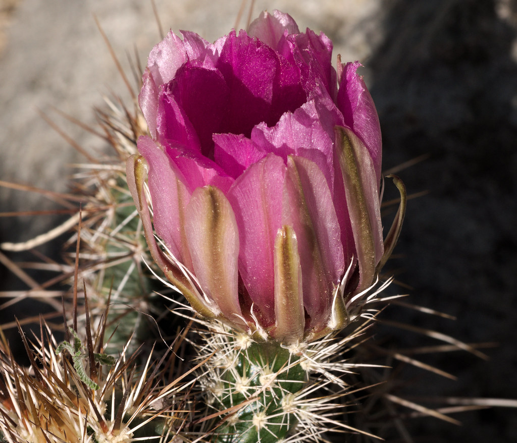 Cactus bloom in the Cactus & Succulent Gardens, Tucson Botanical Gardens