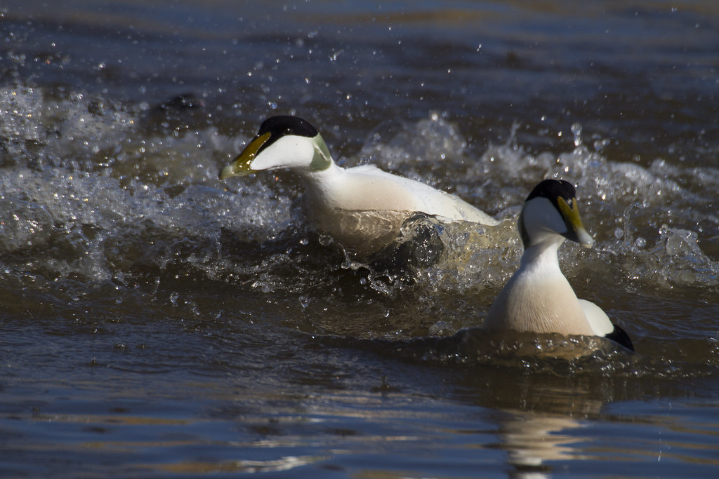 a beautiful male eider duck panics in the Ythan estuary, Newburgh beach / Sands of Forvie Nature Researve, newburgh, Aberdeenshire, Scotland