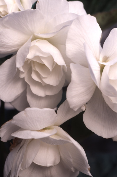 White Begonia