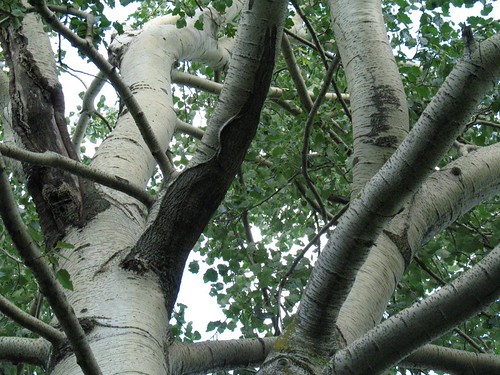 Populus canescens