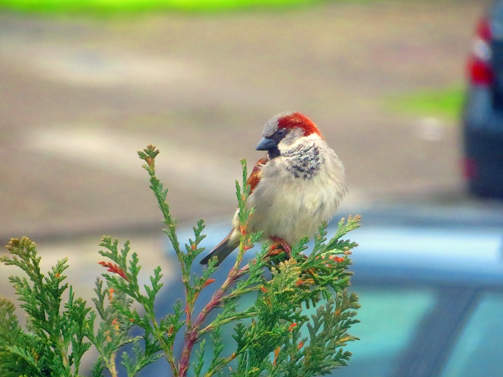 House Sparrow 15-04-2018