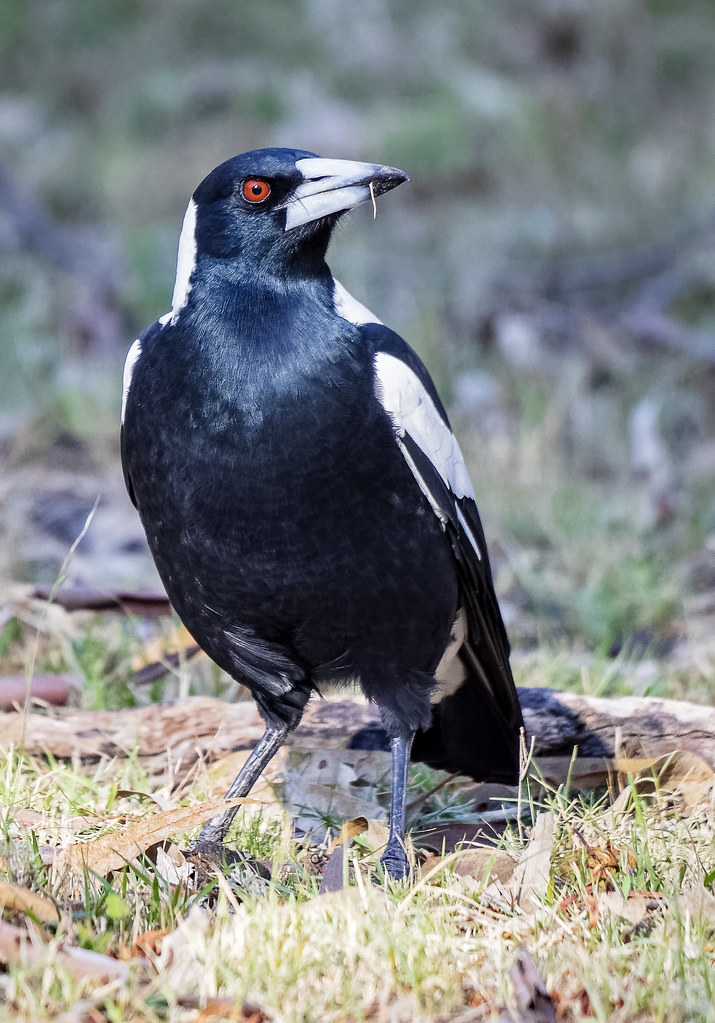 Australian Magpie 2018-05-14 (7D_182A6574)