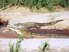 Two Crocs in Kruger River