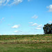 punkinpatch2