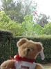 Bear at Italian Embassy