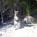 Wallaby with joey, Freycinet National Park