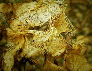 Dry leaves