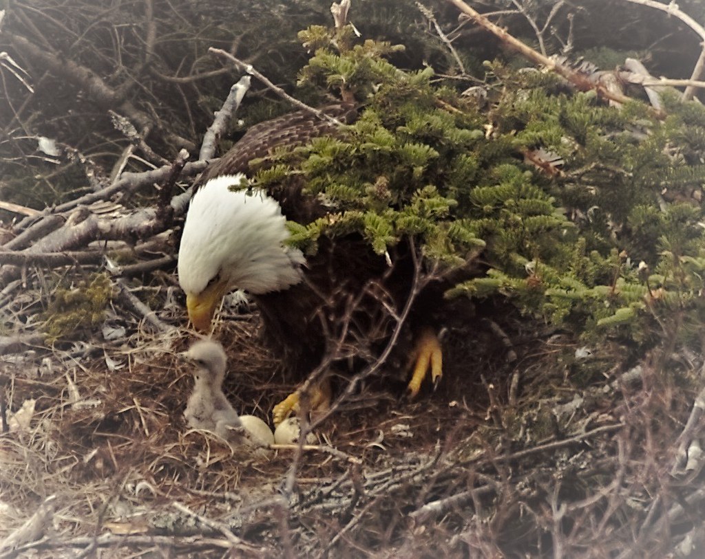 Mother's Joy