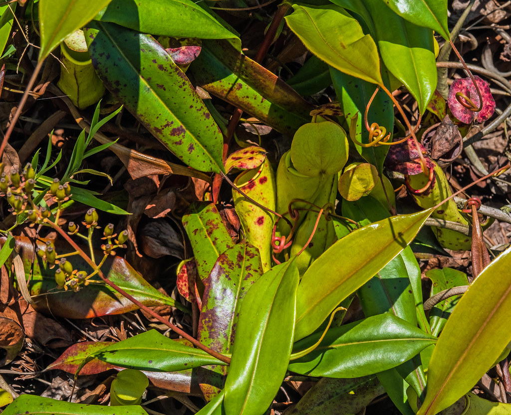 pitcher plant - Sinharaja Rain Forest, Sri Lanka 3
