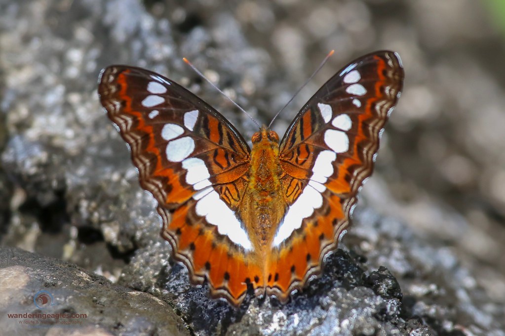 The Commander Butterfly (Moduza procris milonia)