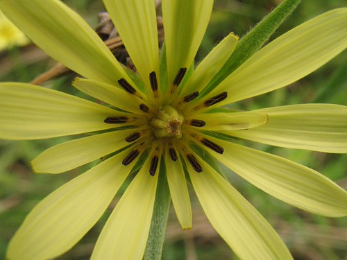 September flower