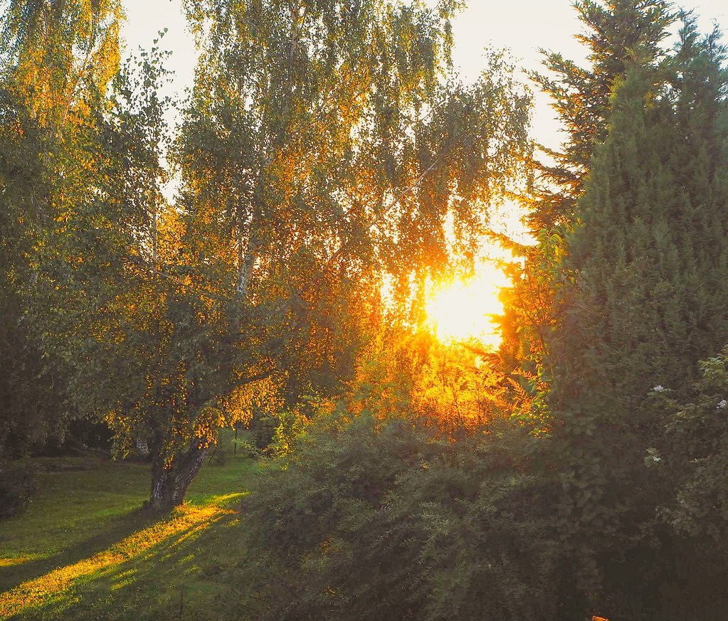 Sunrise in my garden