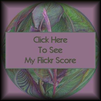 Click Here to See My Flickr Score