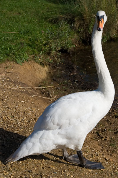 Swan