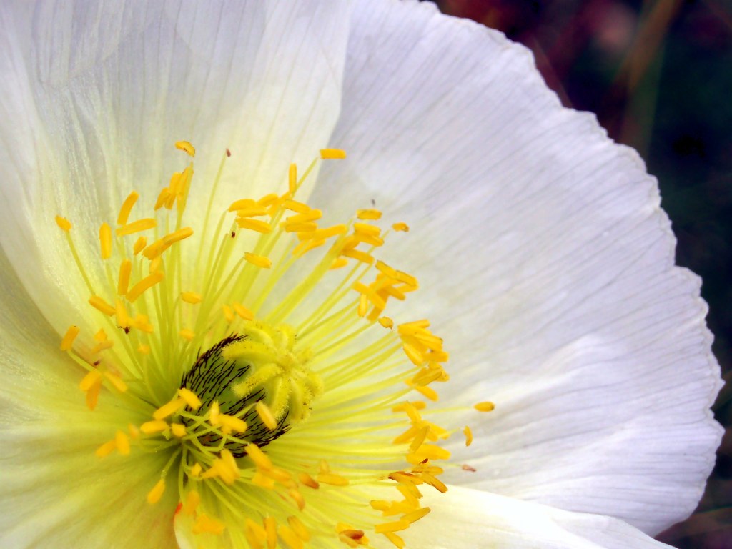 yellow & white