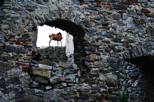 mountain goat