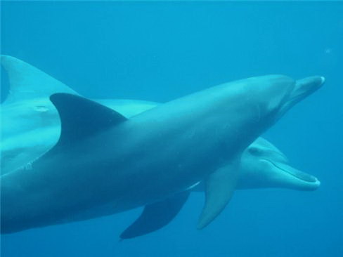 Dolphin swi