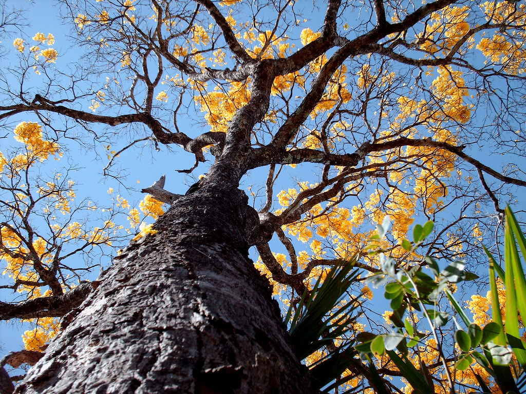 Ip&ecirc; amarelo