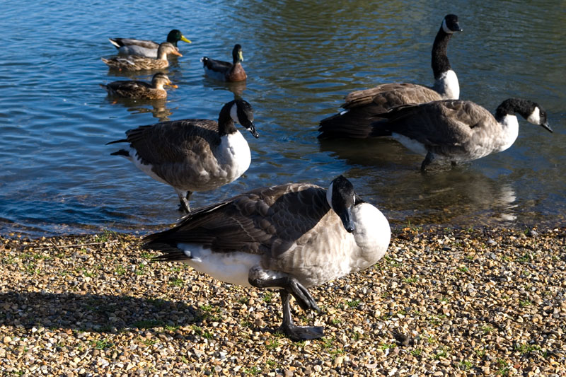 Geese