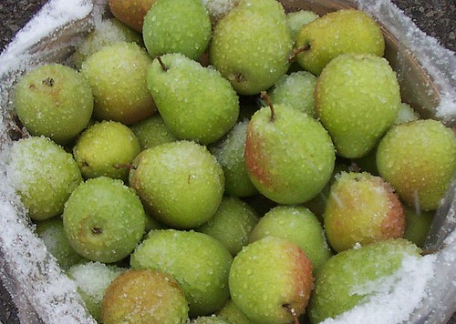 Pears in the snow