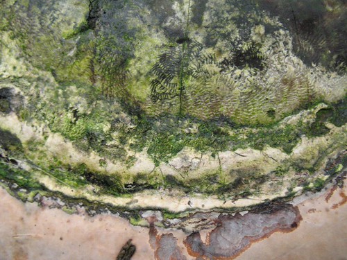 Bracket fungus