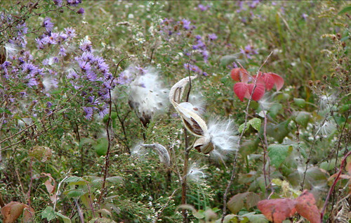 milkweed